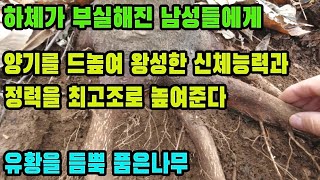 층층나무(등대수)―풍부한 유황성분이 정력을 드높여 발기부전 및 조루 증세를 치료하며 왕성한 신체능력을 갖도록 해주는 약초