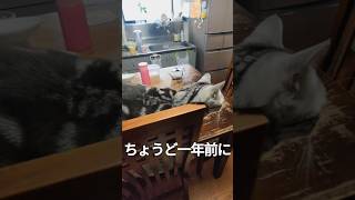 ちょうど一年前に猫がネズミのおもちゃを誤飲したこと思い出させてみた　#まるも #喋る猫 #猫