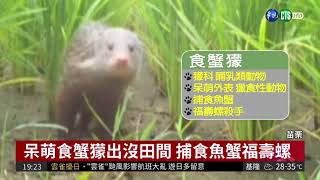 不用農藥無毒種稻 食蟹獴現身覓食| 華視新聞 20180729