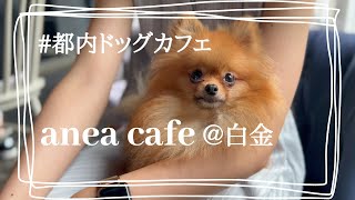 【都内ドッグカフェ】TVロケでも使われるお店にまるおまるりを連れてお邪魔してきましたー！#ポメラニアン 　#ドッグカフェ　#anea cafe