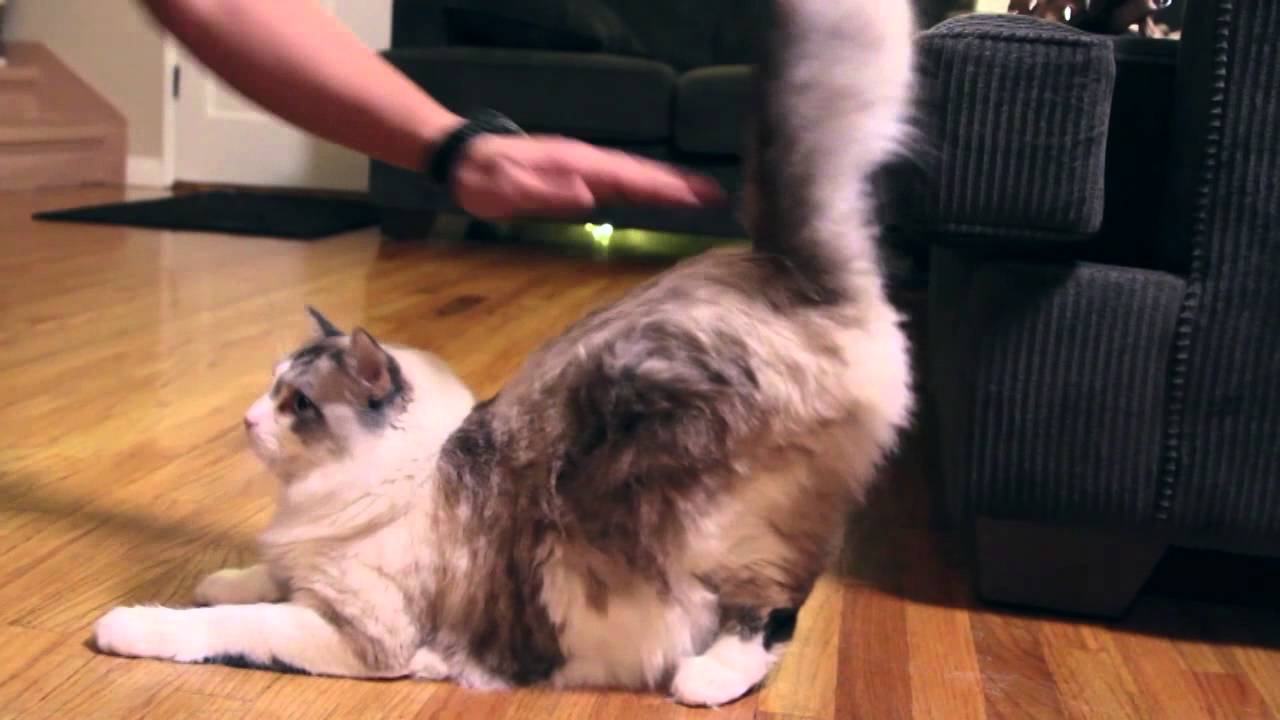 Cat Twerking Youtube
