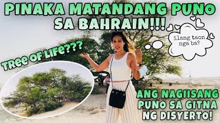 PINAKA MATANDANG PUNO SA BAHRAIN | TREE OF LIFE | MYSTERIOUS TREE | SIMPLY NYMPHA