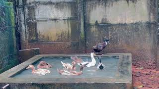 Raising Duck at Home malayalam/ Backyard Duck farming/ കുട്ടനാടൻ താറാവ്‌ വളർത്തൽ മലയാളം