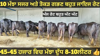 10 ਤੋ 15ਲੀਟਰ 10 ਮੱਝਾ ਵੀਕਾਓ। Buffalo and cow for sale/vadiya farm/29-6-24