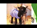 how to get goat care on winter season