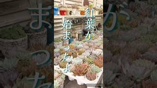 【多肉植物】紅葉の大切な４つの要素【多肉棚】#shorts