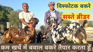 गदर बकरों ने पलटी भाई की किस्मत II नौकरी छोड़ शुरू किया बकरी पालन II Sirohi Goat Farming in Rajasthan