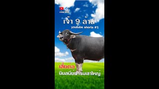 swamp buffalo thailand ควายไทยเงินล้าน เจ้า 9 ล้านควายงาม นินลนีย์ฟาร์มเขาใหญ่ เต๋อพาเที่ยว