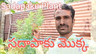 Sadapaku Plant ☘️ సదాపాకు మొక్క