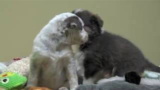 Community of Unconditional Love | Dubuque Regional Humane Society