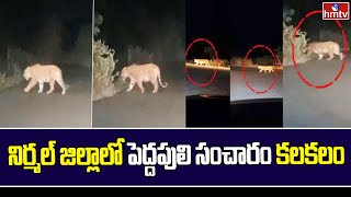 Tiger Migration In Nirmal District | నిర్మల్ జిల్లాలో పెద్దపులి సంచారం కలకలం | hmtv