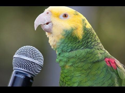 Baby Animals 🔴 Funny Parrots And Cute Birds Compilation (2021) Loros ...