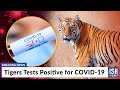 Tigers Tests Positive for COVID-19