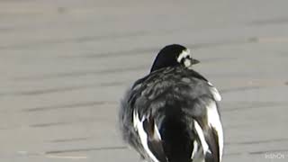 【野鳥のみなさん】ハクセキレイの水浴び