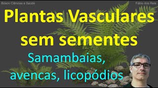 Plantas Vasculares sem Sementes - As Pteridófitas