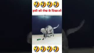 Funny cats scared of cucumbers - cat vs cucumber compilation - Funny Cat Compilation #inshortindia