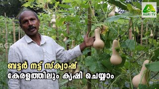 ബട്ടർ നട്ട് സ്ക്വാഷ് -കേരളത്തിലും കൃഷി ചെയ്യാം | Butternut Squash