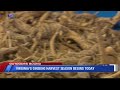 Medicinal Virginia plant, wild American ginseng, harvesting season begins