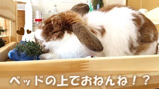 ベッドの上で寝るうさぎさんがかわいい！【垂れ耳うさぎのまったりチャンネル】