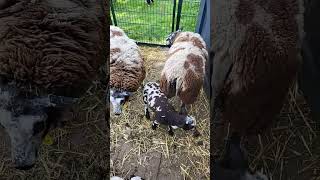 Beautiful Dutch Sheep. Every Monday there is a New Video about Animals in Different Worlds.