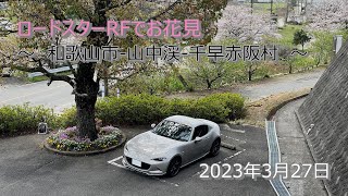 ロードスターRFでお花見 ～和歌山市、山中渓、千早赤阪村の桜～ 2023年3月27日