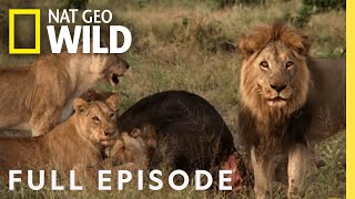 Mother of Lions ( Episode) | Savage Kingdom