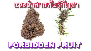 แนะนำพันธุ์กัญชา EP 22 Forbidden Fruit