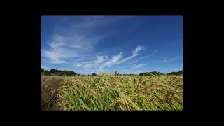 Local Autumn Sky　秋の雲