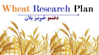 Wheat Research Plan د غنمو  ريسرچ پلان