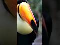 The toucan is a large and brightly colored bird characterized by its long and colorful beak.#toucan