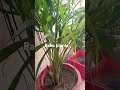 #gardening 👉#plants🌿 #arecapalm #terrace #flowers 🌼#terrace garden❤️❤️ Yt 10 k short