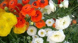 Ranunculus: Flower Power for Texas Winters