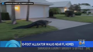 Giant Gator Spotted In Florida Neighborhood On Easter Morning