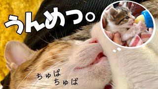 夢の中でミルクを飲んでいる猫が可愛すぎる・・・！バブみ全開！