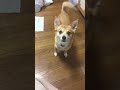 チワワとコーギーのミックス犬 喜び