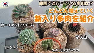 【多肉植物】【初心者】どんどん増えていく新入り多肉の紹介！韓国で流行っている多肉とは？【韓国苗】