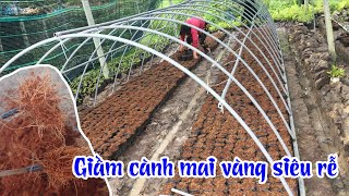 Tất cả quy trình giầm cành mai vàng công nghiệp siêu kích rễ, nhà vườn không ai chia sẽ đây cả nhà