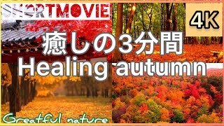 癒しの3分間 4K 木々は紅葉 山は赤く燃ゆる 秋の世界 Healing Autumn ~short movie~