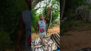 Wow!! Rural idyllic Village Street Fish Market And Sells Big Eel Fish