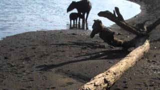 Baird's Tapir with baby on beach