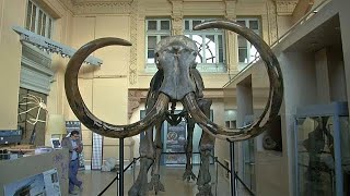 A mammoth goes under the hammer in Lyon