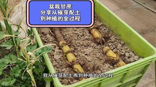 楼顶种菜：盆栽甘蔗，分享从催芽、配土到种植的全过程