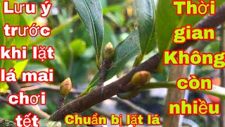 2 cử phân cuối tháng 11âl,quyết định cho cây mai chơi tết,những đều hết sức lưu ý,trước ngày lặt lá