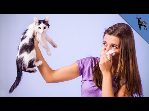 5 Ways to Deal With Your Pet Allergies 5 Ways to Deal With Your Pet Allergies