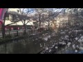 2016 03 25 金 目黒川の桜開花状況