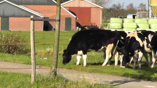 Cattle Crossing the Road.  Why Did They Stop?