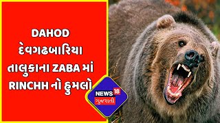 Breaking News : Dahod Devgadhbariya તાલુકાના Zaba માં Rinchh નો હુમલો | News18 Gujarati