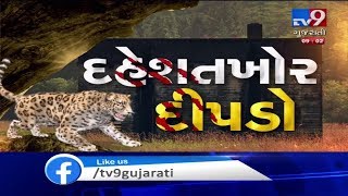 Amreli residents left terror-stricken as forest dept fails to catch 'Man Eater' leopard | TV9News