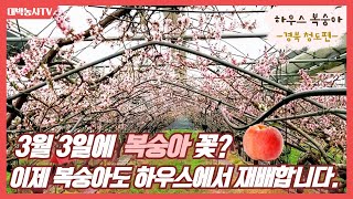 [대박농사TV 12] 하우스복숭아. 3월 3일 복숭아 꽃이 만개했습니다. 복숭아도 하우스에서 재배합니다. 경북 청도 하우스복숭아 개화상황입니다. #복숭아 #히료겐 #수정률향상