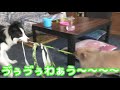 ラッキー vs ポンタ がまさかの結末に…！【ボーダーコリー】対【ポメラニアン】